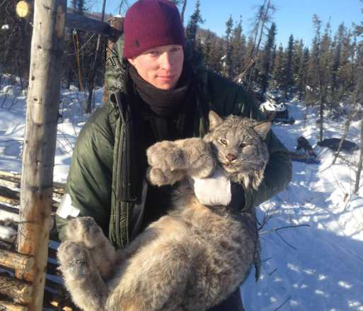 UAF study tracks traveling population wave in Canada lynx