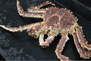 Red king crab on the deck of a research vessel. Credit: NOAA Fisheries / Erin Fedewa