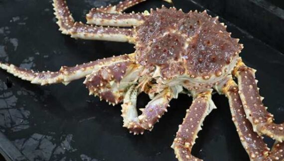 Genetic Diversity in Alaska Red King Crab May Provide Resilience to Climate Change