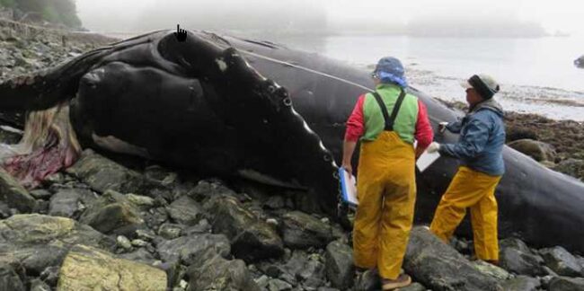 Alaska Stranding Network members examined a young, male humpback whale (2024097) on July 8, 2024 near Elfin Cove. Members included a veterinarian with Alaska Veterinary Pathology Services and a biologist with Glacier Bay National Park. Credit: Alaska Veterinary Pathology Services.
