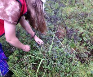 Photo by Julie Stricker
Researcher Katie Spellman will talk about how climate changes may be affecting Alaska berries, such as in this blueberry patch near Fairbanks.