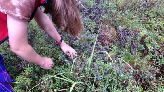 Climate change means changes to wild Alaska berries