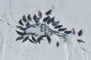  Iliamna Lake harbor seals, members of one of the world's five freshwater seal populations, rest on the ice surface of Alaska's biggest lake in this undated photo. Their ability to live in an ice-covered environment makes the Iliamna Lake seals different from other harbor seals. New research shows how the lake seals are genetically different from harbor seals in the saltwater environments of Bristol Bay and elsewhere in the Pacific Ocean. (Photo provided by National Oceanic and Atmospheric Administration)

