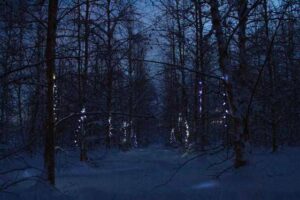 Photo by Laura Weingartner
Lights illuminate birch trees inside the OneTree Alaska installation on the University of Alaska Fairbanks North Campus.