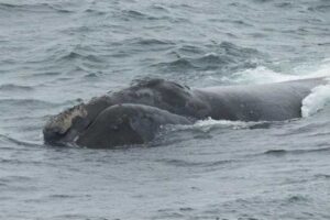 Eastern North Pacific Right whale MML# 84 “Cuatro” (female) in the Bering Sea in August 2017. Credit: K. Matsuoka/International Whaling Commission and NOAA Fisheries