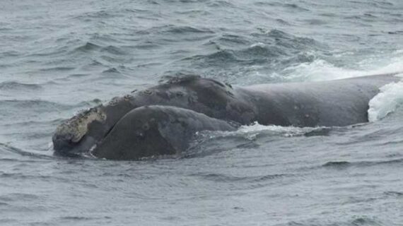 18 Years of Eastern North Pacific Right Whale Sightings Shed Light on Important Habitats and Movements