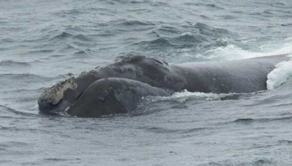 Study reveals right whales live 130 years — or more