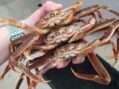 Murkowski and Sullivan Welcome Funding for Fisheries