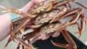 Murkowski and Sullivan Welcome Funding for Fisheries