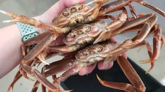 Snow Crab Collapse Due to Ecological Shift in the Bering Sea