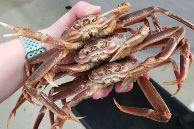 Three snow crabs. Credit: NOAA Fisheries
