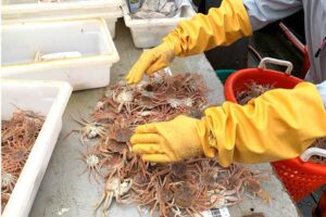 Scientist sorting through snow crab on the NOAA eastern Bering Sea bottom trawl survey. Credit: NOAA Fisheries.
