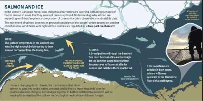 Copyrighted infographic by Fisheries and Oceans Canada. An infographic shows the ocean conditions north of Alaska that allow salmon to migrate to the western Canadian Arctic.
