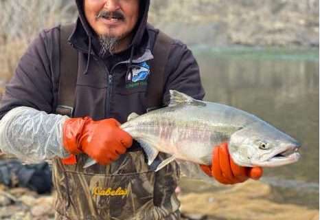 ‘Open gates’ in warming Arctic are expanding salmon range