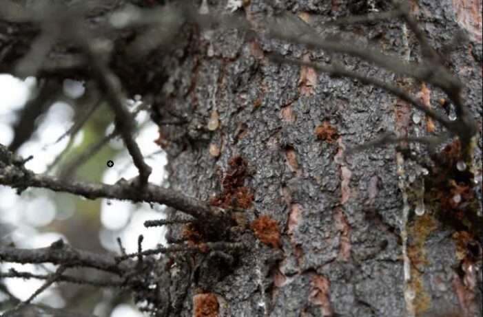 New way to spot beetle-killed spruce can help forest, wildfire managers