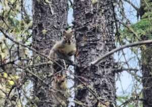 Image Courtesy of Moriz Steiner. A squirrel pauses in a spruce tree in the boreal forest near Fairbanks, Alaska.