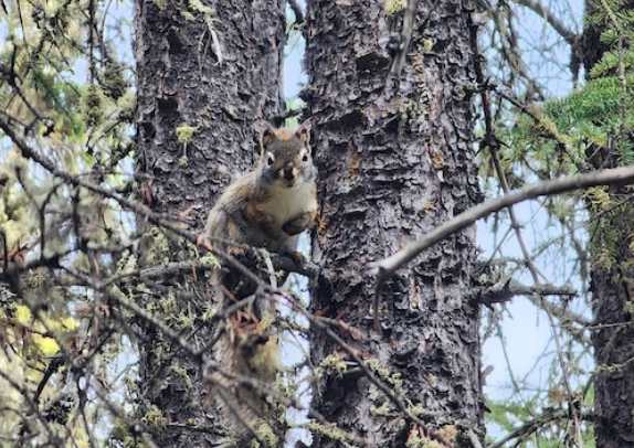 Researchers use AI to track global squirrel hot spots