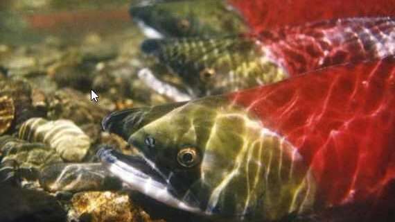 Peltola Introduces FISH Act