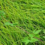 Photo: Kristine Bakke Westergaard, NTNU University Museum