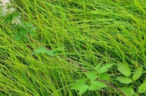 Photo: Kristine Bakke Westergaard, NTNU University Museum

