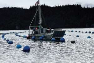 Oysters being farmed by Alaska Shellfish Farms in Kachemak Bay, Alaska. Credit: NOAA Fisheries
