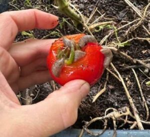 Photo by Sarah Swift Masterman
Gray garden slugs eat a tomato in a Fairbanks garden.