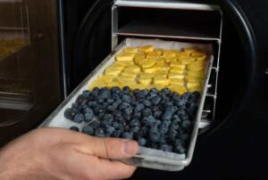 Photo by Stephen Nowers
Leif Albertson removes a tray of blueberries and pineapple from a home freeze-dryer.