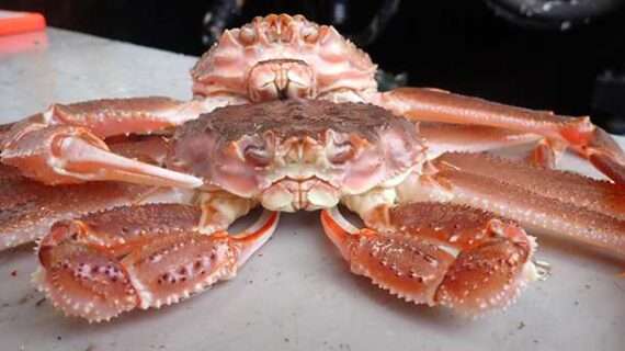 Genetics Enable Earlier Detection of Lethal Disease for Commercially Important Tanner and Snow Crabs