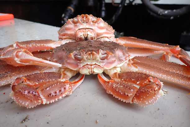 Genetics Enable Earlier Detection of Lethal Disease for Commercially Important Tanner and Snow Crabs