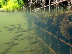 Photo courtesy of Eric Schoen
In July 2025, king salmon in their first year of life congregate in front of a culvert that leads to a warm-water slough and former river channel of the Chena River in Fairbanks.