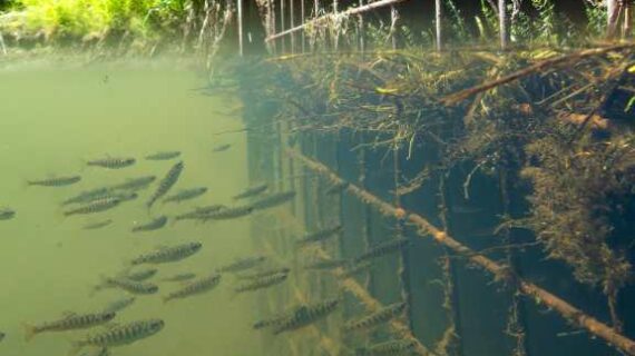 The quietly essential salmon stream