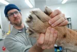 Photo by Ned Rozell
Aren Gunderson of the UA Museum of the North inspects the back paw of a Siberian tiger donated recently by officials of the Alaska Zoo in Anchorage after the tiger died at age 19.