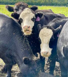 Photo by Sacha Layos. Livestock nutrition needs can vary from season to season. The food needed by cows in the summer, pictured, may not be adequate for cold, windy Alaska winters.