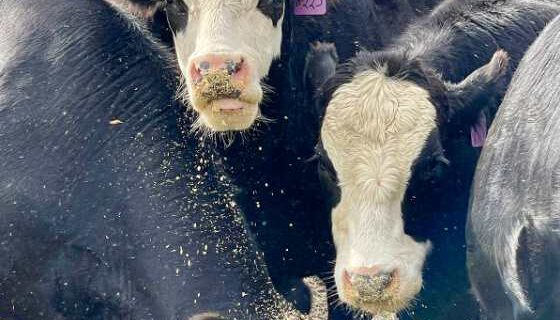 Workshop to discuss winter feeding of livestock, horses
