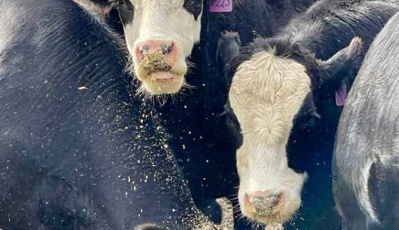 Workshop to discuss winter feeding of livestock, horses
