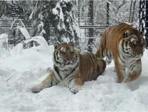 Photo courtesy of the Alaska Zoo
Tiger siblings Korol and Kunali relax in the snow at the Alaska Zoo in Anchorage. After each tiger died, zoo officials donated them to the UA Museum of the North in Fairbanks, where they are available for scientific research and outreach.