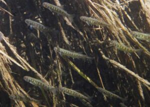 Photo by Erik Schoen
Young king salmon swim in the Chena River, part of the Yukon River watershed, in 2011.