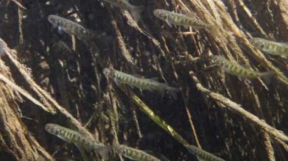 King salmon declines linked to climate, smaller size