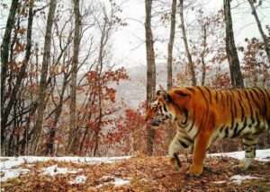 Remote camera photo courtesy of the Ministry of the Russian Federation for the Development of the Far East and Arctic
A Siberian tiger walks in the wilds of Siberia.