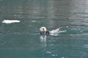 Photo by Emily Reynolds A sea otter forages in Jakalof Bay.