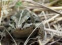 Wood frogs: farthest-north amphibian cannibals