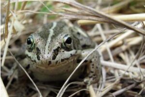 Photo by Ned Rozell
A wood frog pauses in the forest just off the Yukon River near the mouth of the Nation River.