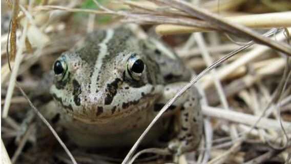 Wood frogs: farthest-north amphibian cannibals