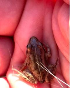 Photo by Ned Rozell
The author cups a tiny wood frog on the UAF campus in August 2024.