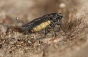 An adult female snakeworm gnat rests on a sandy surface. Scientists recently described the new species, which is found, as yet, only in Alaska. Photo by Derek Sikes
