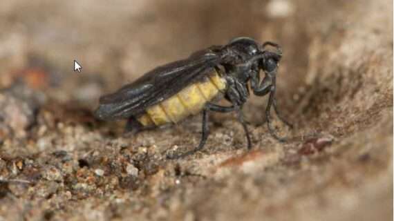 ‘Snakeworm’ mystery yields species new to science