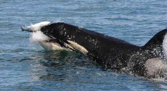 Comparing Killer Whale Cuisine