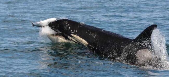 Southern Resident killer whale preys on salmon in the Salish Sea near Seattle. Credit: Candice Emmons/NOAA Fisheries
