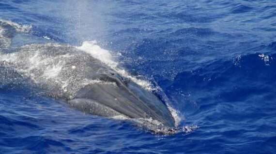 Hey, Google: Find this New Whale Sound