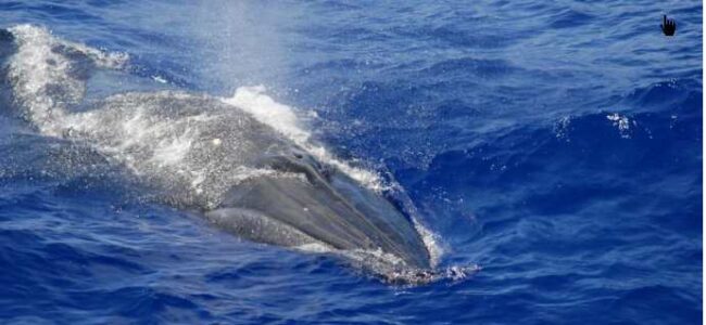 A Bryde’s whale photographed in the Mariana Archipelago. Credit: NOAA Fisheries/Adam Ü (NOAA Fisheries MMPA-ESA Permit #14097)
